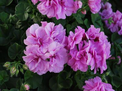 Geranium Great-Balls-of-Fire 'Light-Lavender'