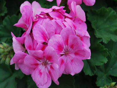 Geranium Sarita 'Pink'