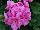 Sarita Geranium Pink 