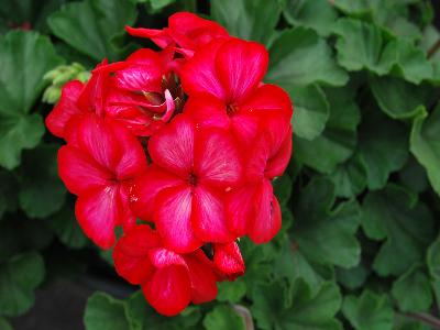 Geranium Sarita 'Sunstar-Red'