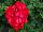 Sarita Geranium Sunstar-Red 