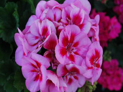 Savannah Geranium Pink-Splash 