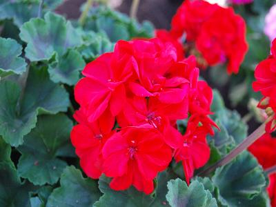 Savannah Geranium Really-Red 