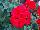 Savannah Geranium Really-Red 