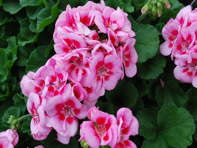 Geranium Survivor 'Pink-Mega-Splash'