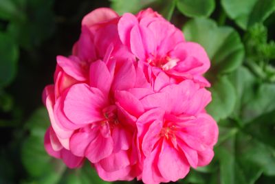 Great Balls of Fire Geranium Pink 