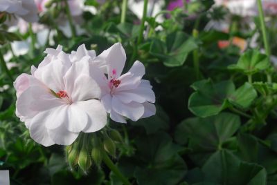 Great Balls of Fire Geranium White 