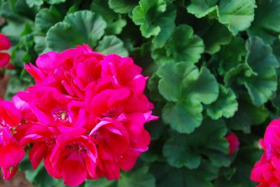 Red Fox Geranium Pinnacle Plum 