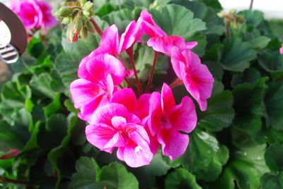 Geranium Sarita 'Lilac Splash'