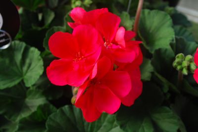 Geranium Sarita 'Punch'