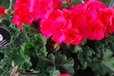 Geranium Sarita 'Wild Salmon'