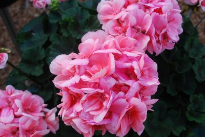 Geranium Savannah 'Light Salmon'