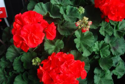 Geranium Savannah 'Orange'