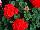 Savannah Geranium Orange 
