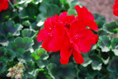 Geranium Savannah 'Really Red'