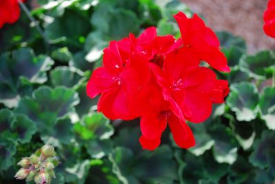 Savannah Geranium Really Red 