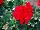 Savannah Geranium Really Red 