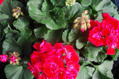 Geranium Savannah 'Ruby Sizzle'