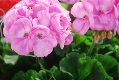 Survivor Geranium Baby Face 