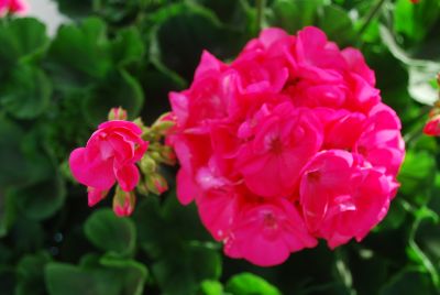 Geranium Survivor 'Pink Passion'