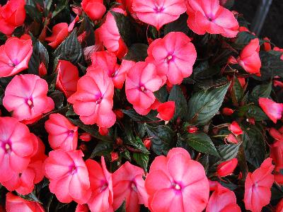 Impatiens-New-Guinea Magnum 'Wild-Salmon'