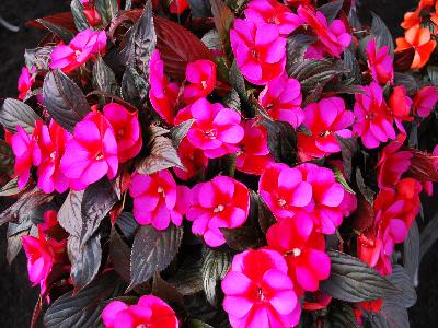 Petticoat Impatiens-New-Guinea Blue-Star 