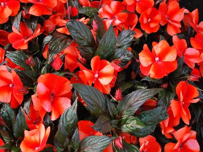 Petticoat Impatiens-New-Guinea Orange-Star 