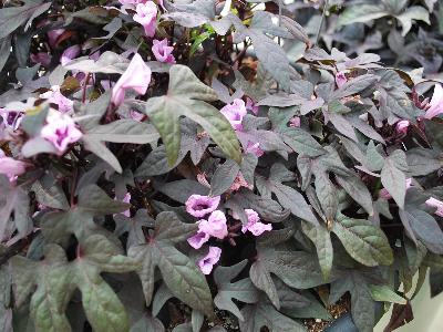 Ipomoea FloraMia 'Nero'