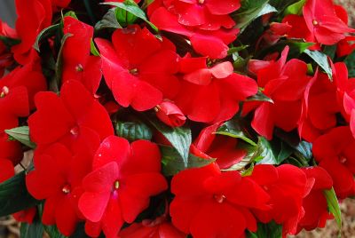 Magnum Impatiens, New Guinea Dark Red 