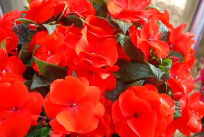 Impatiens, New Guinea Magnum 'Fire'