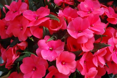 Impatiens, New Guinea Magnum 'Hot Pink'