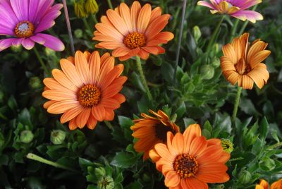 Osteospermum Summertime Sweet 'Copper Sun'