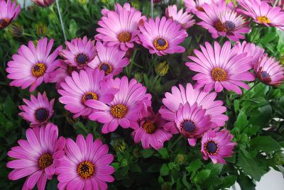 Osteospermum Summertime Sweet 'Purple'