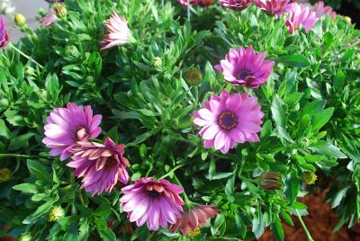 Osteospermum Swing 'Lavender'