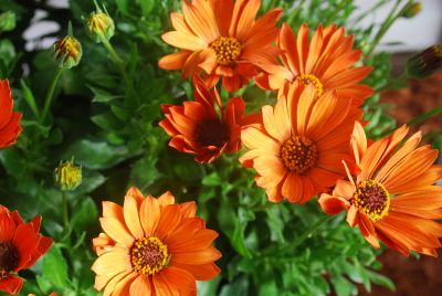 Summertime Sweet Osteospermum Toffee 