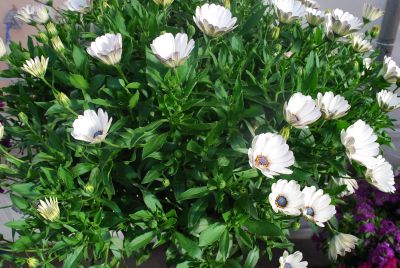 Swing Osteospermum White 