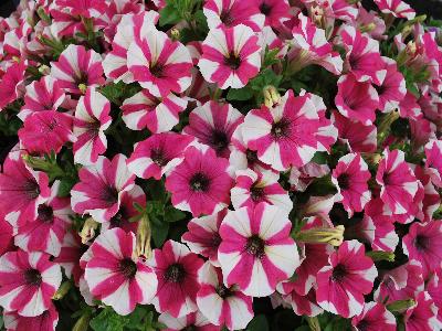 Petunia Peppy 'Cerise'