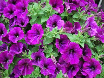 Petunia Potunia Piccola 'Blue'