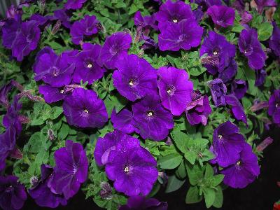 Petunia Potunia-Plus 'Cobalt-Blue'