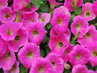 Petunia Potunia-Plus 'Pink'