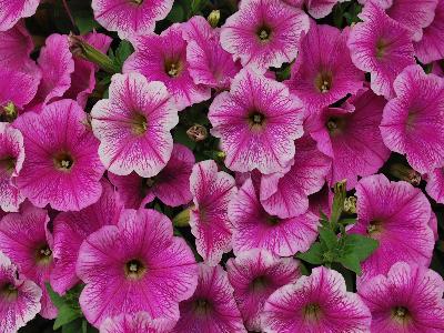 Petunia Potunia 'Pink-Ice'