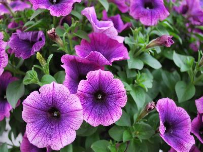 Petunia Surprise 'Grape'