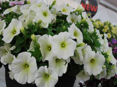 Surprise Petunia Lime 