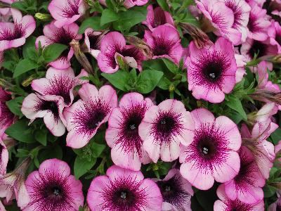 Petunia Sweetunia 'Grape-Ice'