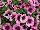 Sweetunia Petunia Grape-Ice 
