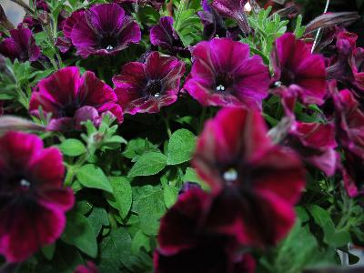 Petunia Sweetunia 'Johnny-Flame'