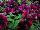 Sweetunia Petunia Johnny-Flame 