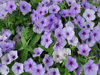 Phlox Phloxy-Lady 'Denim-Blue'