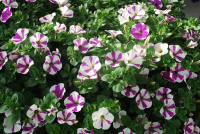 Petunia Peppy 'Lavender'