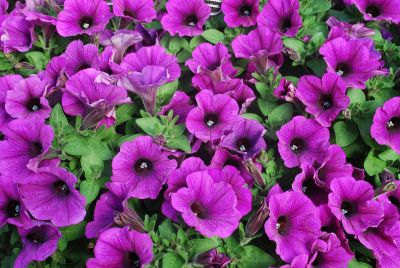 Dümmen Orange: Potunia Plus Petunia Dark Lavender 